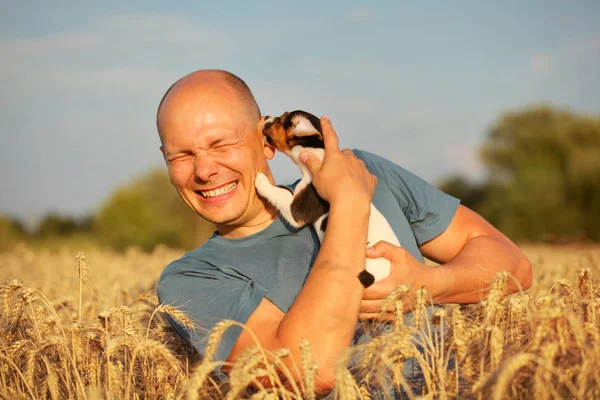 Homem Campo Trigo Luz Tarde Segurando Jack Russell Terrier Filhote — Fotografia de Stock