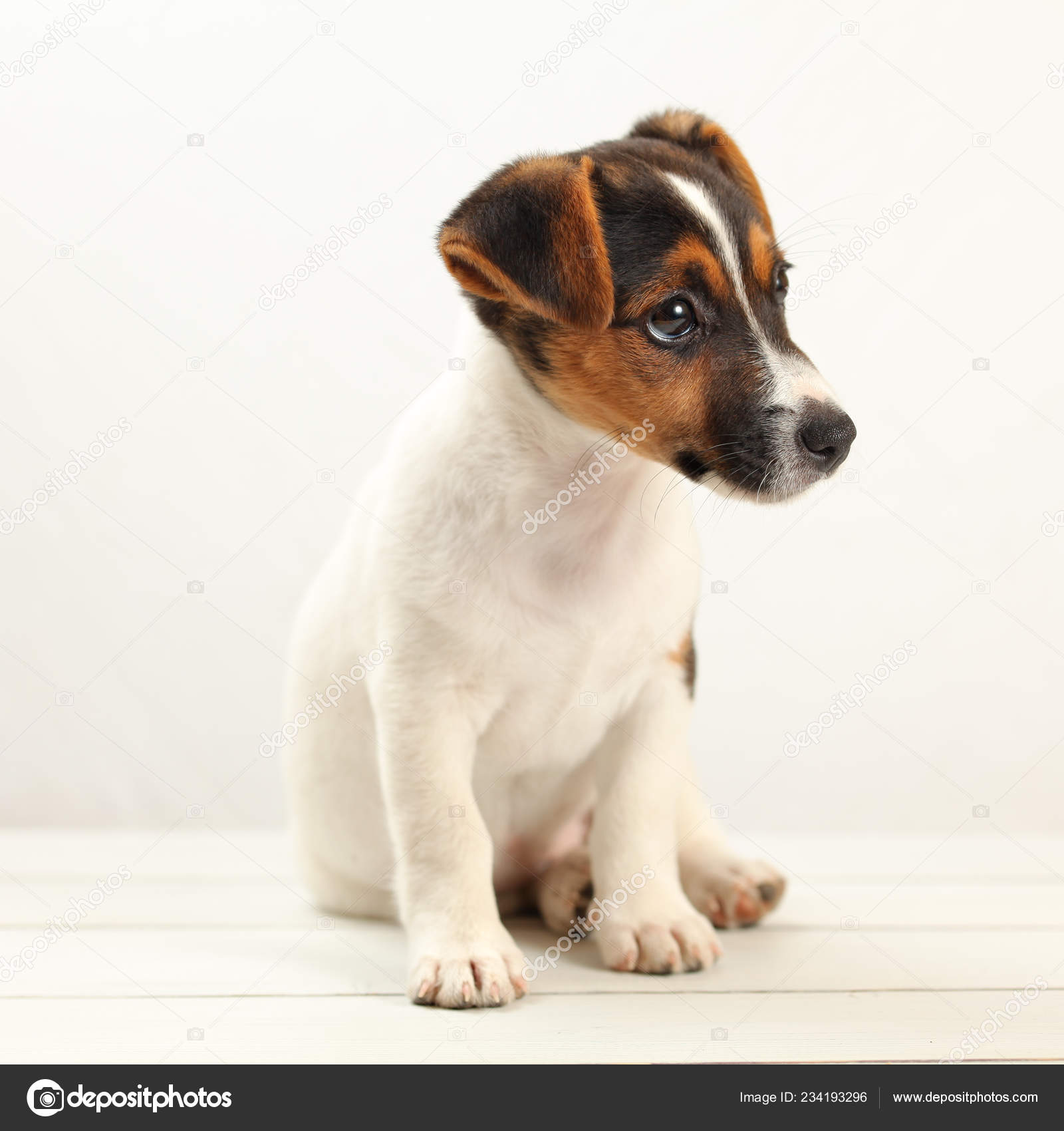 jack russell terrier 2 months old
