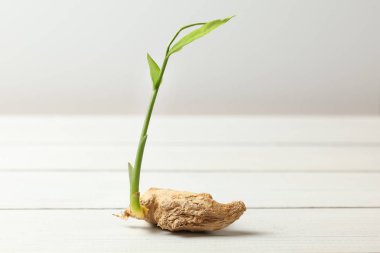 Dry ginger (Zingiber officinale) root with green sprout, on white boards and background. clipart