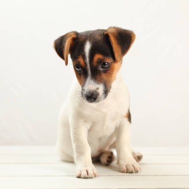 İki aylık Jack Russell terrier köpek yavrusu, beyaz tahtalar ve arka plan.