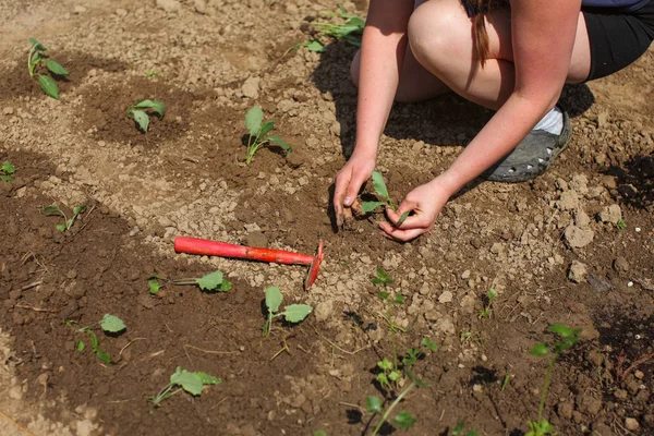 年轻的幼苗种植在潮湿的土壤中的年轻女子 旁边是红色的 手和植物上的细节 — 图库照片