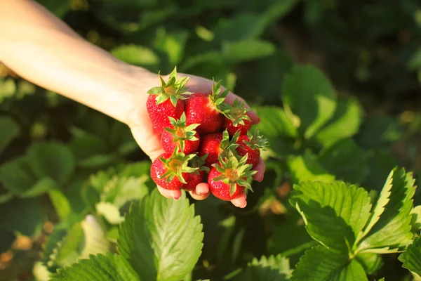 Weibliche Hand Mit Frisch Gepflückten Reifen Erdbeeren Sonnenbeleuchtetem Erdbeerfeld Und — Stockfoto