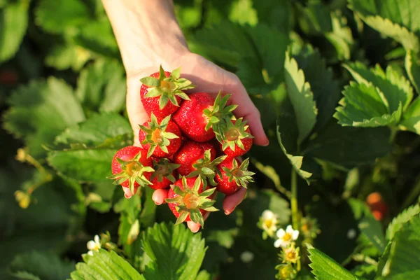 Mano Mujer Sosteniendo Palma Llena Fresas Maduras Sobre Campo Hojas —  Fotos de Stock