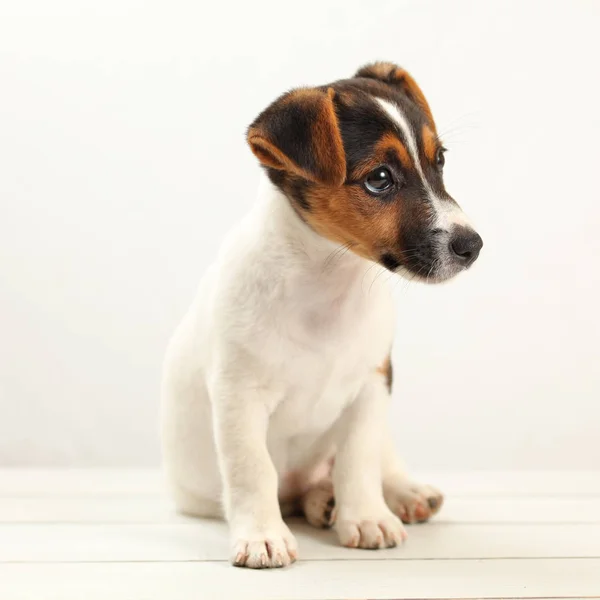 Jack Russell Terrier Cachorro Meses Edad Sobre Pizarras Blancas Fondo — Foto de Stock