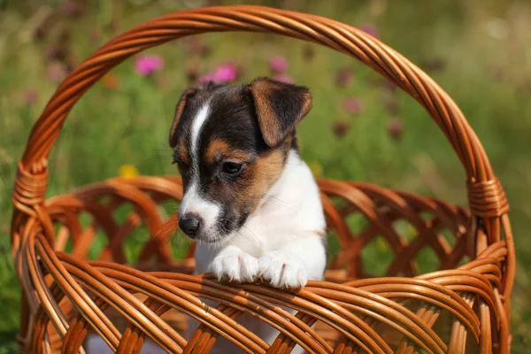 Two Months Old Jack Russell Terrier Puppy Wicker Basket Meadow — Stock Photo, Image