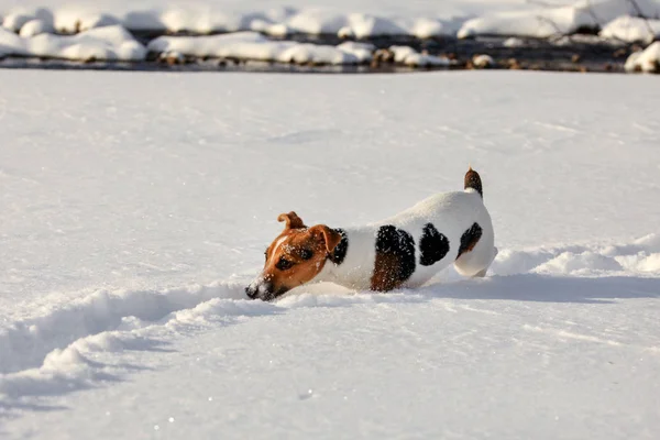 Small Jack Russell terrier dog wading in deep snow, ice crystals o her nose — Stock Photo, Image