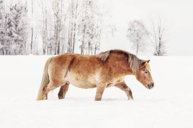 Kar üzerinden sahada gölet ve göllerde kış, arka plan bulanık ağaçlarda, fotoğraf--dan yan ışık kahverengi at