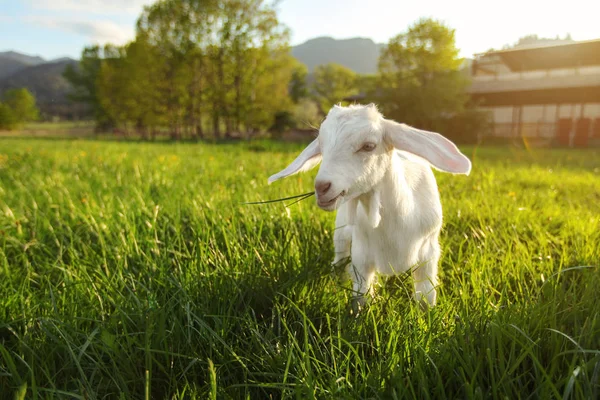 Beyaz Keçi çocuk yeşil bahar çayır, arka planda, geniş açı fotoğraf güneş arka ışık çiftlik üzerinde otlatma — Stok fotoğraf