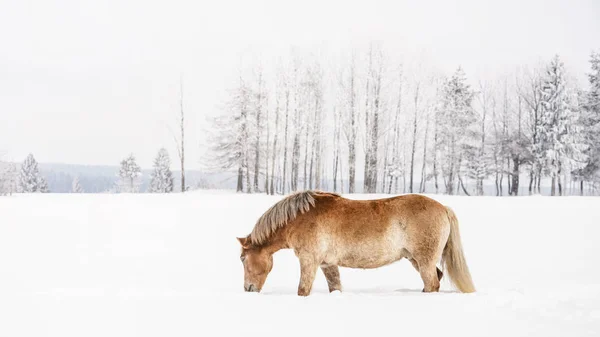 Castanho claro Haflinger cavalo percorrendo a neve no campo no inverno, foto de lado, árvores no fundo — Fotografia de Stock