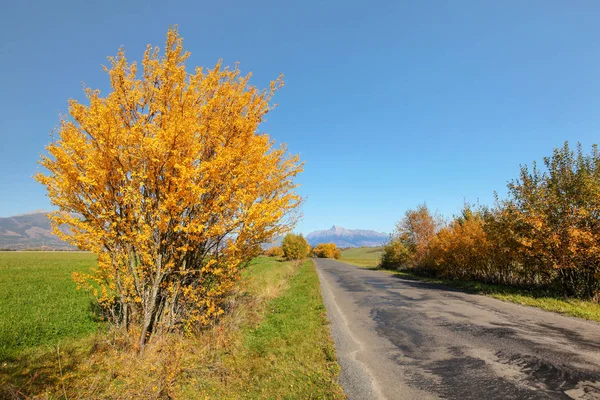 Загородная дорога осенью, оранжевые деревья по бокам, гора Криван Словацкий символ с ясным небом вдали — стоковое фото