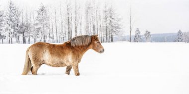 Kış aylarında karlı alanda açık kahverengi Haflinger at Wading, ağaçlar arka plan bulanık