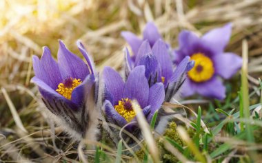 Makro çekim-sepals açıkça görünür-menekşe mor yel çiçek Pulsatilla Grandis, Kuru Çim, öğleden sonra güneş arka planda parlayan