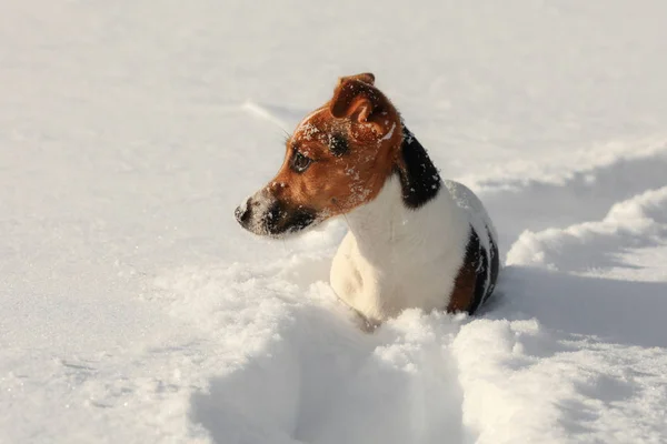 Small Jack Russell terrier sitting in deep snow, ice crystals on her nose, looking to side — Stock Photo, Image