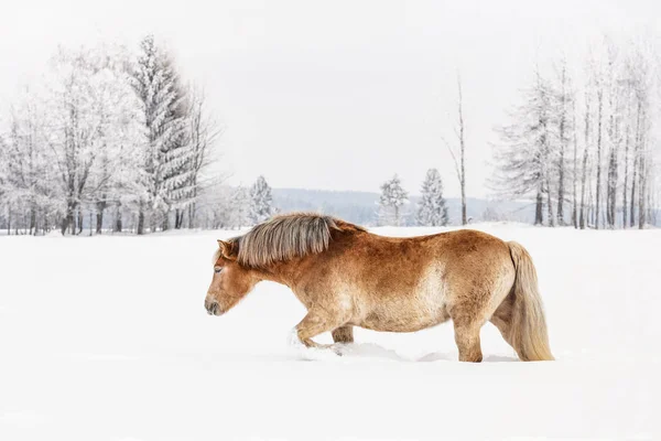 Castanho claro Haflinger cavalo percorre o campo de neve no inverno, árvores borradas no fundo, vista lateral — Fotografia de Stock