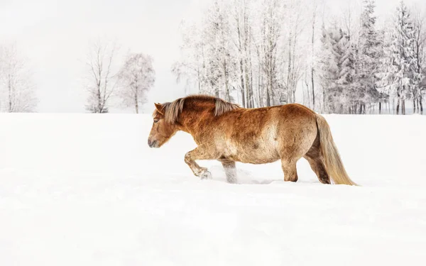 Hellbraunes Haflinger Pferd spaziert im Winter im Schnee, verschwommene Bäume im Hintergrund — Stockfoto