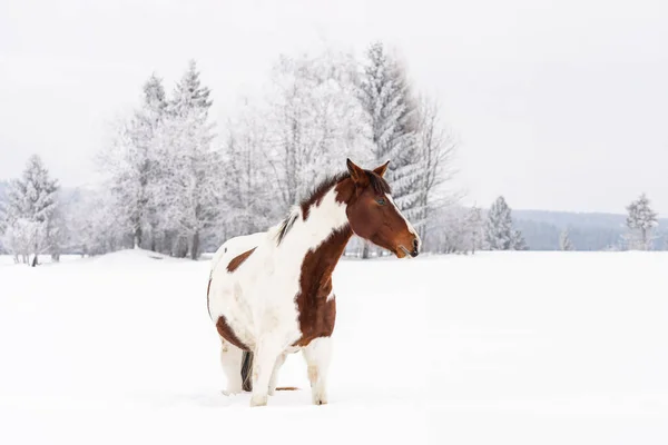 Dark wrown e branco cavalo eslovaco aquecida raça está no campo de neve no inverno, fundo de árvores borradas — Fotografia de Stock