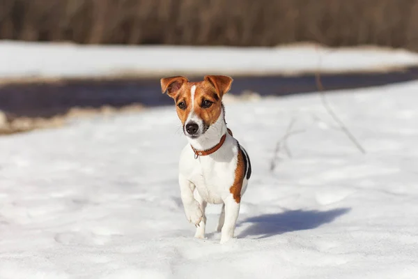 Sol brilha em pequeno Jack Russell terrier em pé na neve, rio atrás dela — Fotografia de Stock