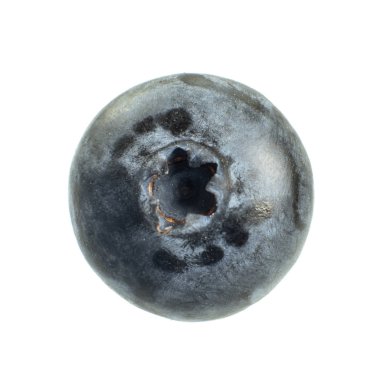 Beyaz arka planda izole edilmiş tek mavi böğürtlen