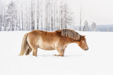 Açık kahverengi Haflinger atı kışın sahada karda yürüyor, arka planda bulanık ağaçlar