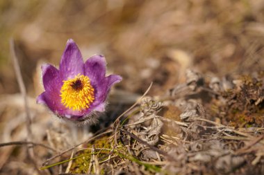 Güneş mor büyük pasque çiçek parlar - Pulsatilla grandis - kuru çim, ayrıntılı makro fotoğraf