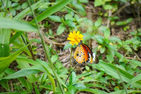 Plain tiger butterfly - aka African Queen - Danaus chrysippus - sitting on small yellow flower, green grass around — Stock Photo, Image