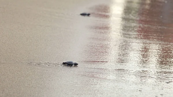 Tartaruga bebé pequena, eclodiu logo após o pôr do sol, andando na areia, tentando chegar ao mar — Fotografia de Stock