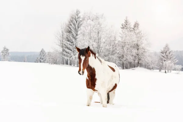 Braunes und weißes Pferd, slowakische Warmblut-Rasse, Wandern auf Schnee, verschwommene Bäume und Berge im Hintergrund, Blick von vorne — Stockfoto