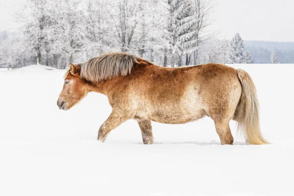 Hellbraunes Haflinger Pferd, das im Winter auf schneebedecktem Feld spaziert, verschwommene Bäume im Hintergrund — Stockfoto