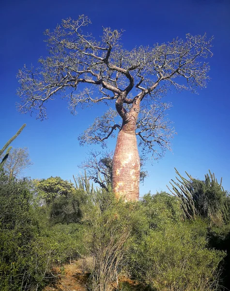 Un solo árbol baobab con más árboles verdes y arbustos alrededor, claro cielo azul oscuro en el fondo — Foto de Stock
