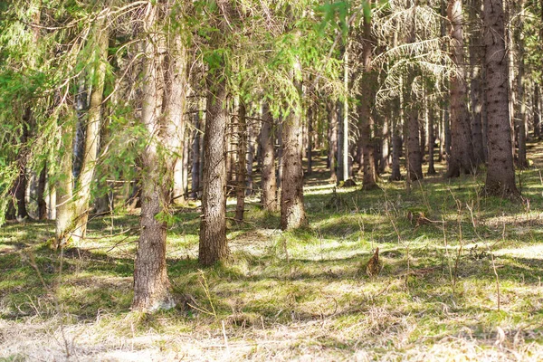 Sun shines in spring forest, coniferous tree trunks and low grass — Stock Photo, Image