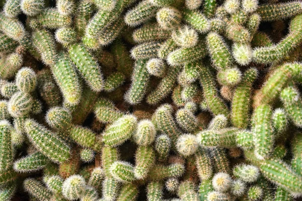 Vista de arriba hacia abajo, detalle sobre muchos cactus pequeños que crecen uno sobre el otro, fondo de cactus abstracto — Foto de Stock