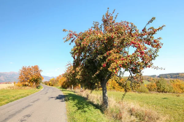 Осенняя сцена - дерево с дикими красными яблоками растет по проселочной дороге — стоковое фото