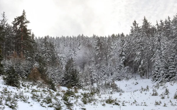 Winter-Waldlandschaft - schneebedeckte Nadelbäume, wolkenverhangener Himmel — Stockfoto