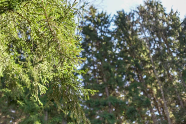 Güneş iğne yapraklı ladin ağaçları, arka planda daha bulanık ormanda parlar. Soyut yay ormanı arka planı, metin için alan sağ — Stok fotoğraf