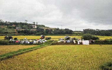 Çalılar üzerinde kurutulan yıkanmış giysiler - Madagaskar'da çamaşır kurutmanın geleneksel yöntemi - ön planda pirinç tarlaları, uzaktaki küçük köy, bulutlu günde