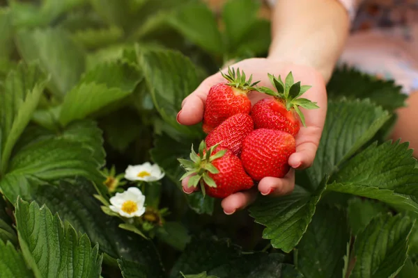 Mujer mano sosteniendo puñado de fresas recién recogidas en sel —  Fotos de Stock