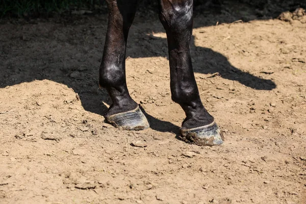 Black horse two front legs, detail to hoofs on dry ground lit by — Stock Photo, Image