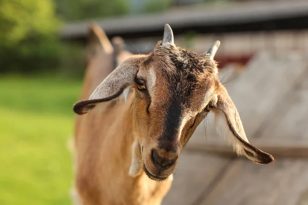 Young brown goat kid looking into camera, detail on head. — Stock Photo, Image