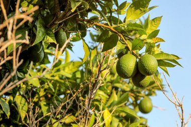 Öğleden sonra güneşe göre aydınlatılmış bir ağaç dalı üzerinde olgunlaşmamış yeşil limon, açık
