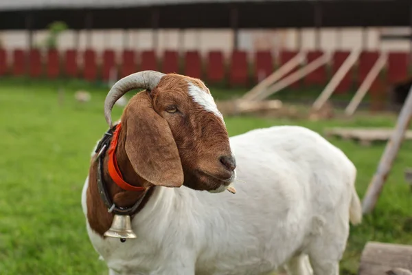Anglo Nubian / Boer cabra, olhando para o lado, estrutura da fazenda no bac — Fotografia de Stock
