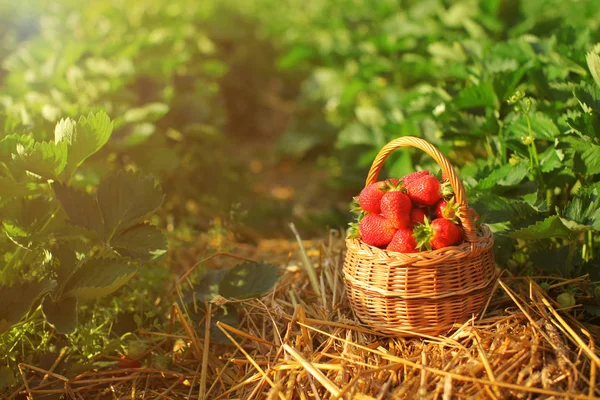 Small wicker basket full of strawberries, laying on a straw grou — Stock Photo, Image
