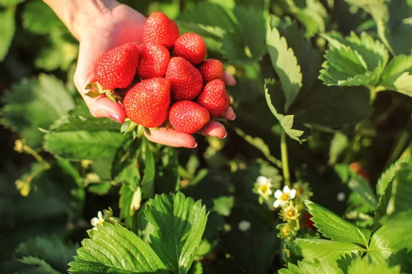 Femme main tenant une poignée de fraises mûres, juste récoltées — Photo