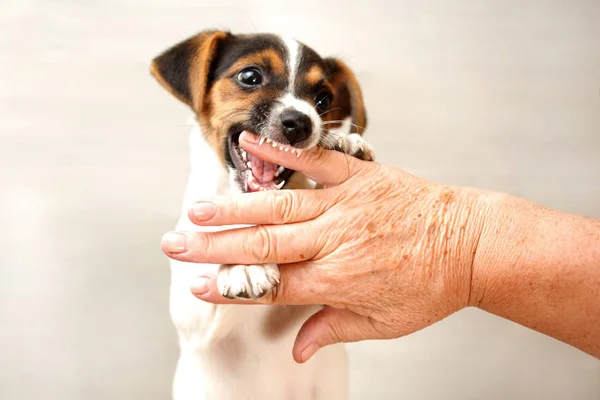 Dois meses Jack Russell terrier cachorro mordendo a mão do velho rapaz — Fotografia de Stock