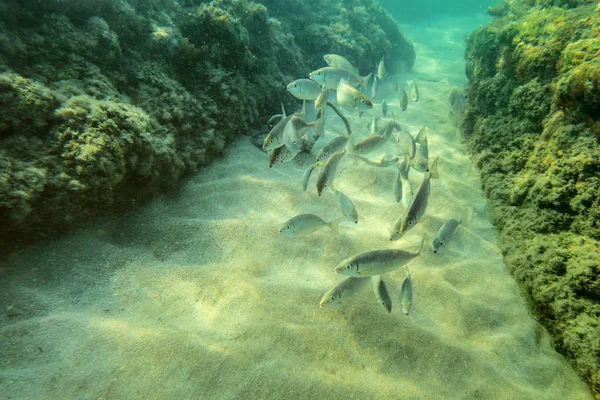 Podwodne zdjęcie, grupa małych ryb pływanie między glonami c — Zdjęcie stockowe