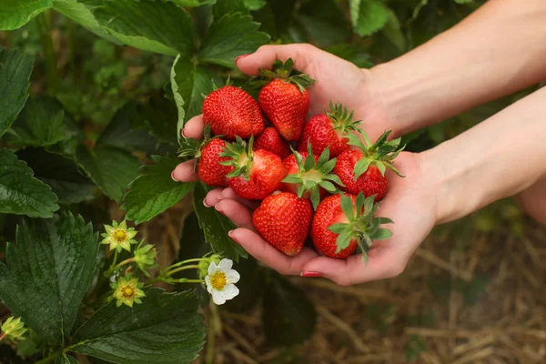Woman hand holding handful of freshly picked strawberries, leave — Stock Photo, Image