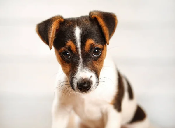 2 månader gammal Jack Russell Terrier valp tittar in i kameran. Stu Stockbild