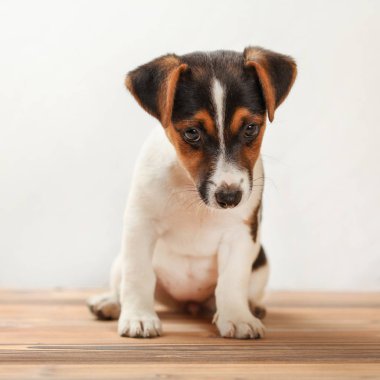 İki ay eski Jack Russell Terrier köpek yavrusu, utangaç, aşağı bakıyor, St
