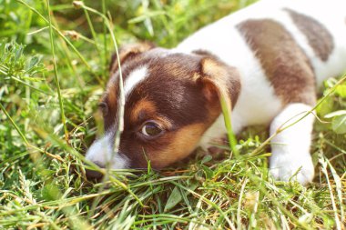 7 hafta eski Jack Russell Terrier yavru oynarken Güneş yaktı çim,