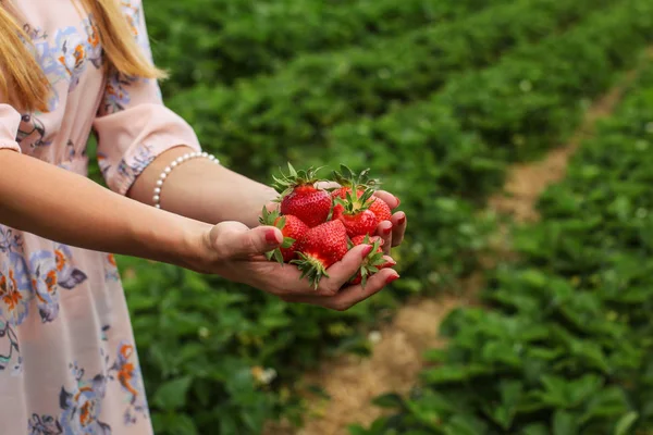Jeune femme mains tenant fraises fraîchement récoltées, auto p — Photo