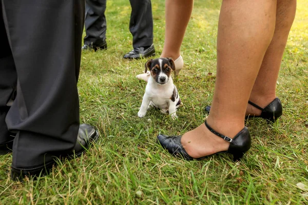 Pequeno cachorro Jack Russell terrier em pé na grama, adultos l — Fotografia de Stock